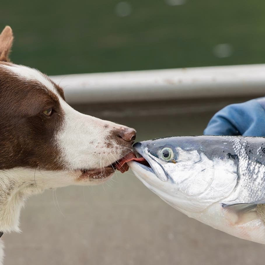 Baked wild Alaskan sockeye salmon fillet with corn salsa